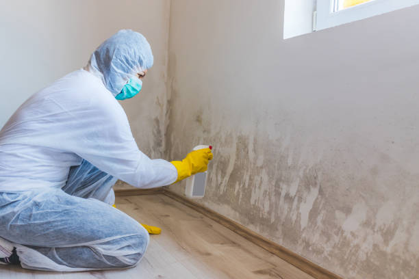Licensed Black Mold Remediation service in Allenhurst, NJ - Car Mold Remediation