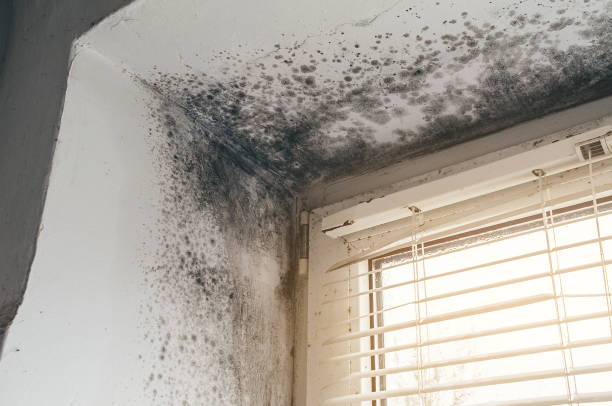 Affordable Black Mold Remediation solutions in Allenhurst, NJ