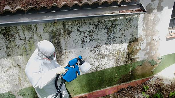 Top rated local Black Mold Remediation specialists in Allenhurst, NJ